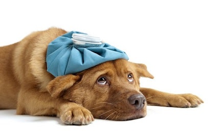 Clinica Veterinaria House Vet