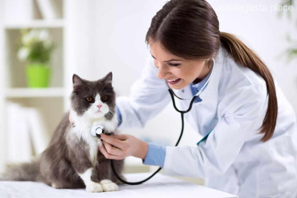 Los 11 mejores veterinarias de Antofagasta