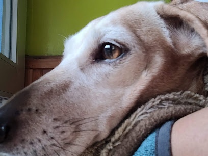 Veterinaria Estylo Canino