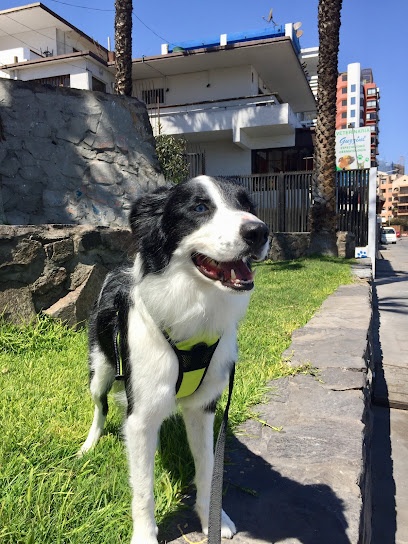 Clínica Veterinaria Guzzini