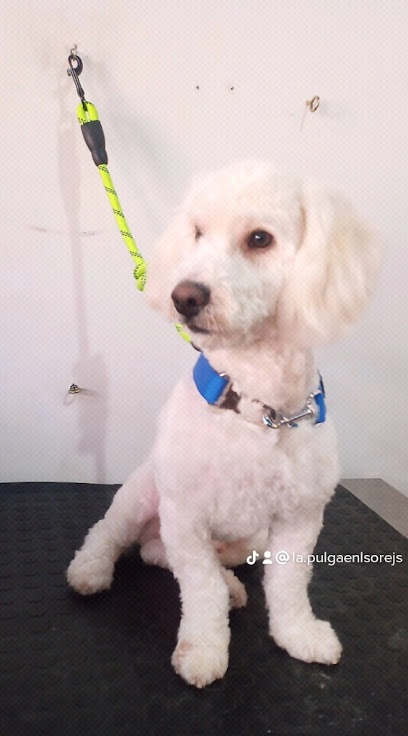 Peluquería Canina La Pulga en la Oreja