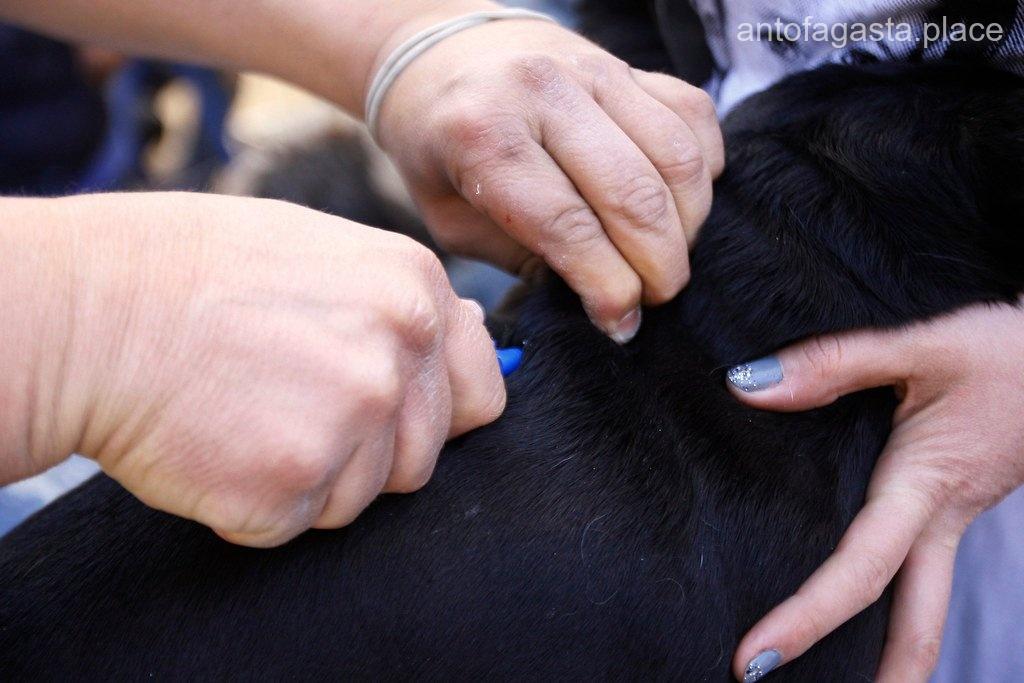 Los 9 mejores veterinarios a domicilio de Antofagasta